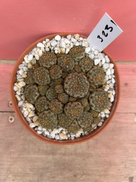Sulcorebutia rauschii 'Gold Spine' (323)