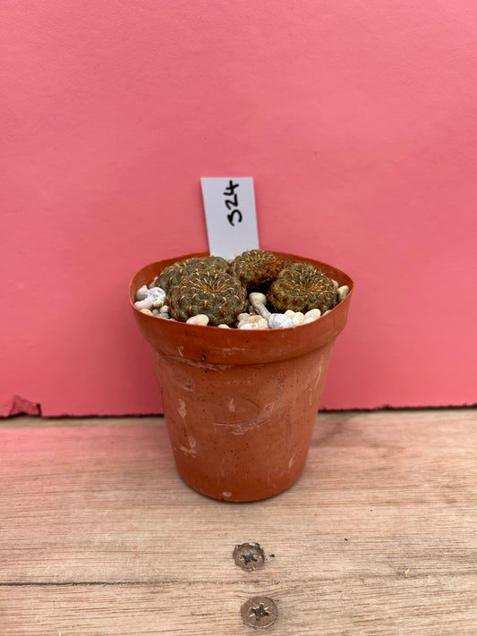 Sulcorebutia rauschii 'Gold Spine' (324)