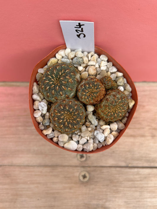 Sulcorebutia rauschii 'Gold Spine' (324)