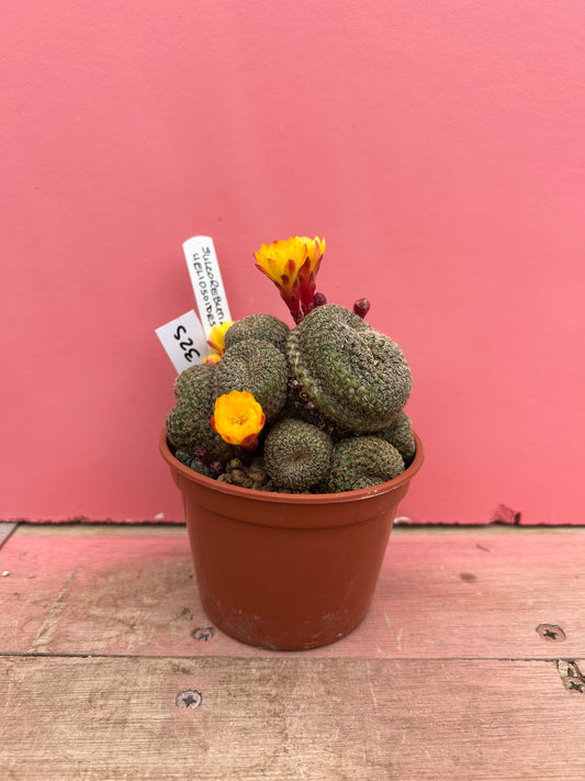 Sulcorebutia heliosoides (325)