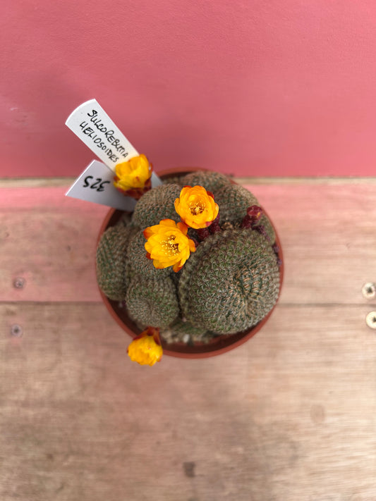Sulcorebutia heliosoides (325)