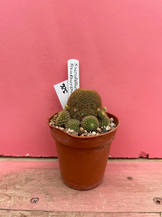 Sulcorebutia azurduyensis (326)