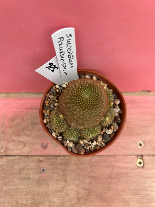 Sulcorebutia azurduyensis (326)