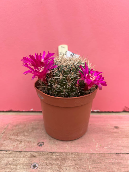 Sulcorebutia murpurea (327)