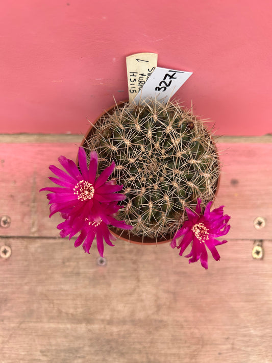 Sulcorebutia murpurea (327)