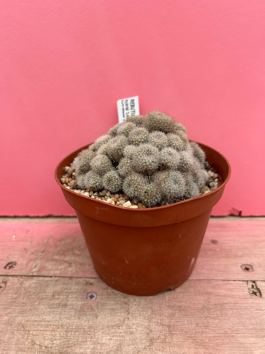 Sulcorebutia hybrid 'Louisa' (328)