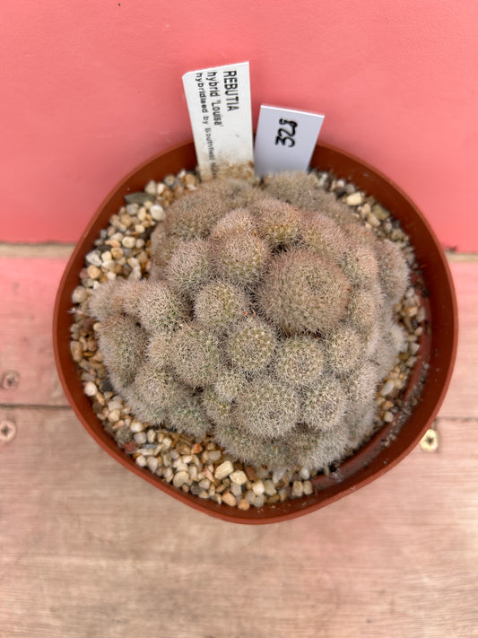 Sulcorebutia hybrid 'Louisa' (328)