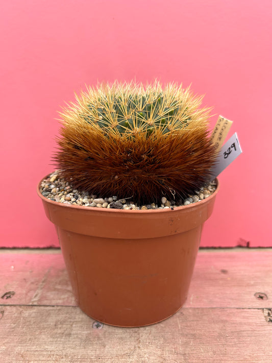 Sulcorebutia purpurea var. jolantana (329)