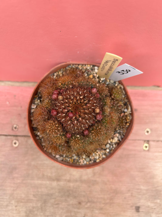 Sulcorebutia vargassii (330)