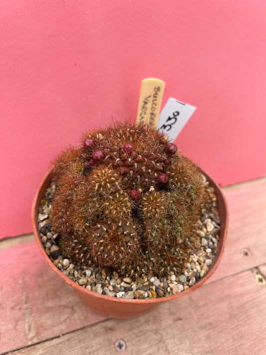 Sulcorebutia vargassii (330)