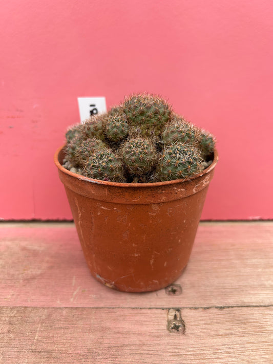 Sulcorebutia vargassii (331)