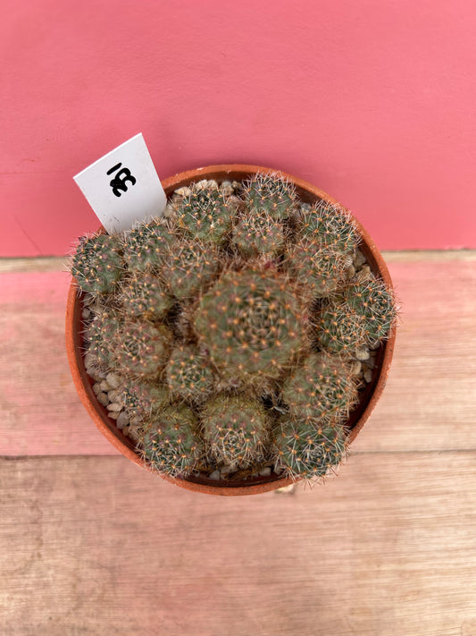 Sulcorebutia vargassii (331)