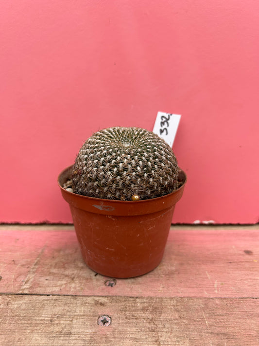Sulcorebutia rauschii (332)