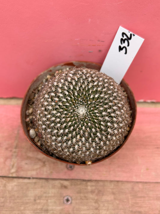 Sulcorebutia rauschii (332)