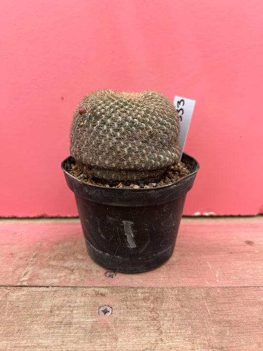 Sulcorebutia arenacea (333)