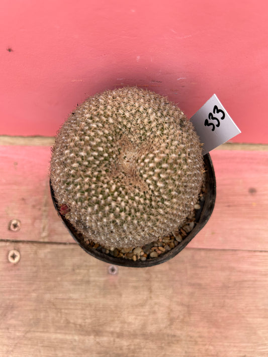 Sulcorebutia arenacea (333)