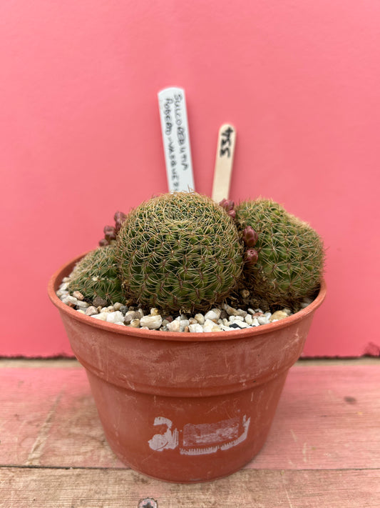 Sulcorebutia roberto-vasquezii (334)