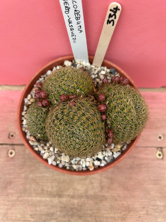 Sulcorebutia roberto-vasquezii (334)