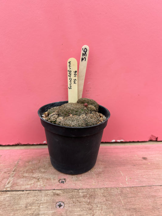 Sulcorebutia 'HS 106' (336)