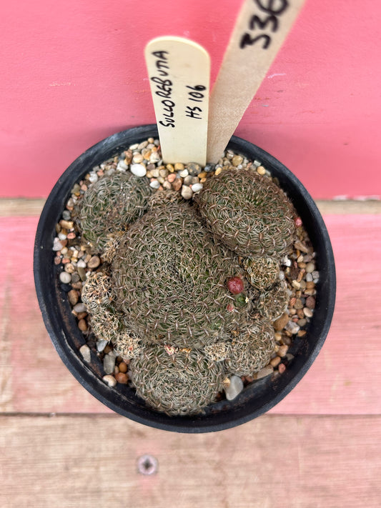 Sulcorebutia 'HS 106' (336)