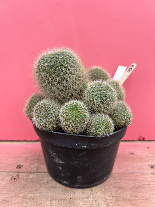 Rebutia senilis var. kesselringiana (337)