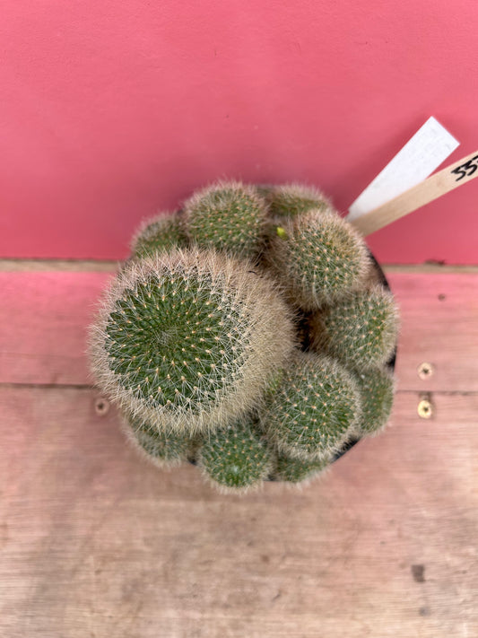 Rebutia senilis var. kesselringiana (337)