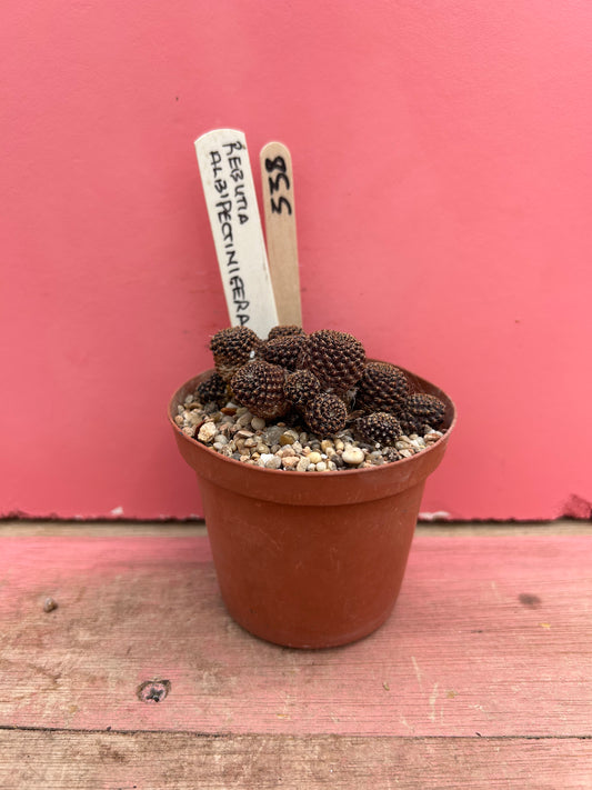 Rebutia albipectinifera (338)