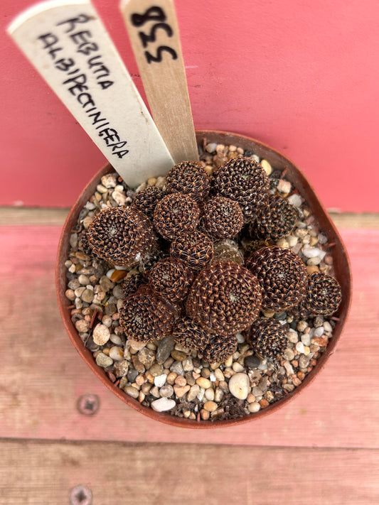 Rebutia albipectinifera (338)