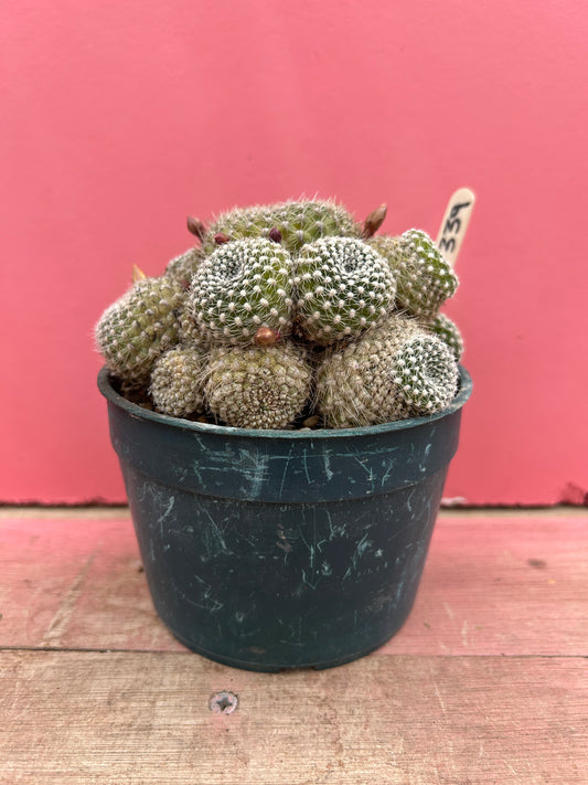 Rebutia krainziana yellow (339)