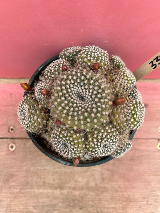 Rebutia krainziana yellow (339)