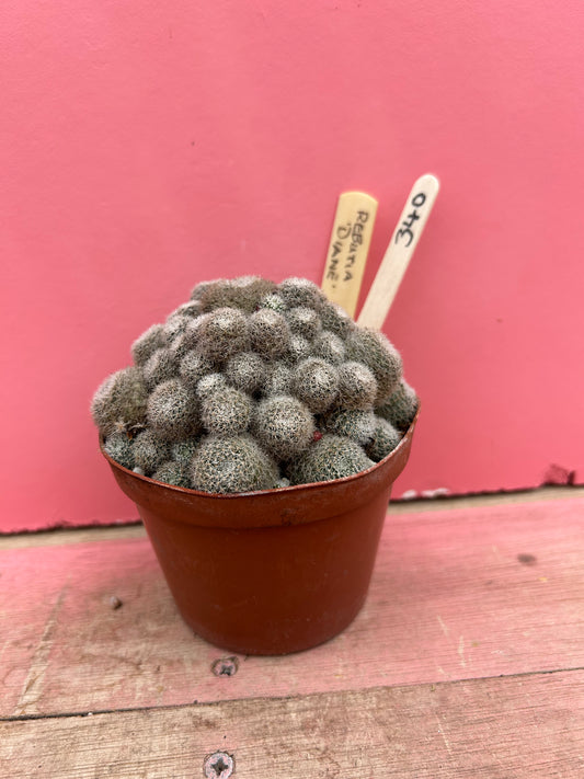 Rebutia 'Diane' (340)