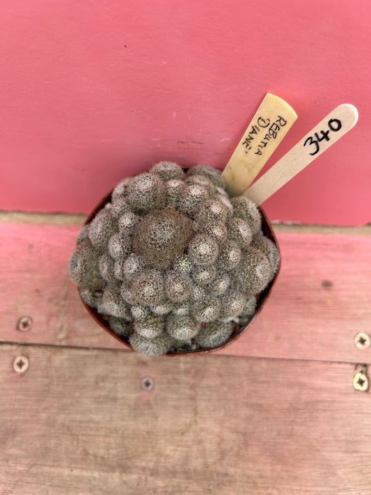 Rebutia 'Diane' (340)