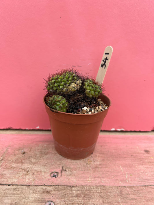 Rebutia species (341)