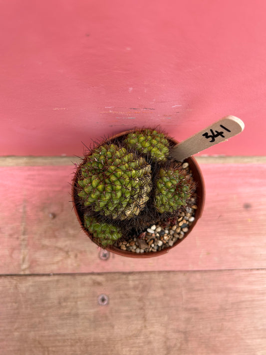 Rebutia species (341)