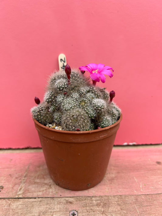 Rebutia krainziana (342)