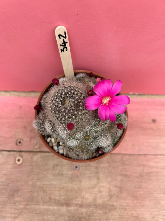 Rebutia krainziana (342)