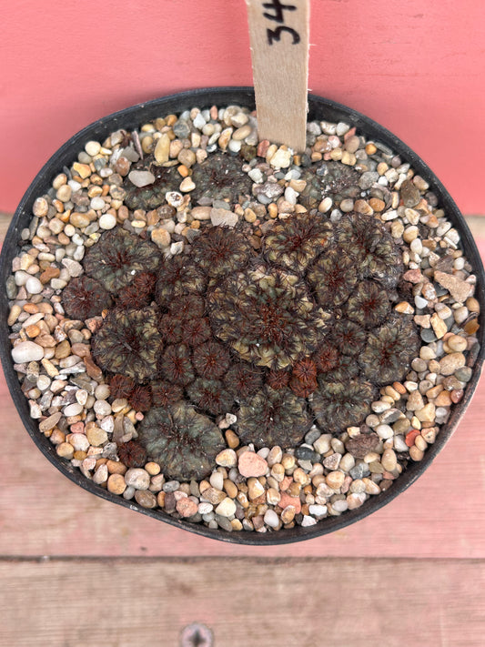 Sulcorebutia vanbaelii (343)