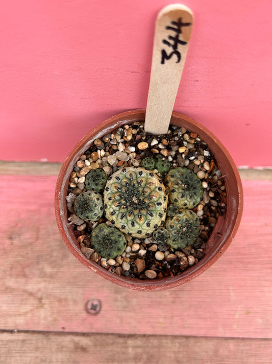 Sulcorebutia species (344)