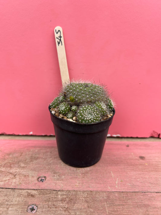 Rebutia senilis var. kesselringiana (345)