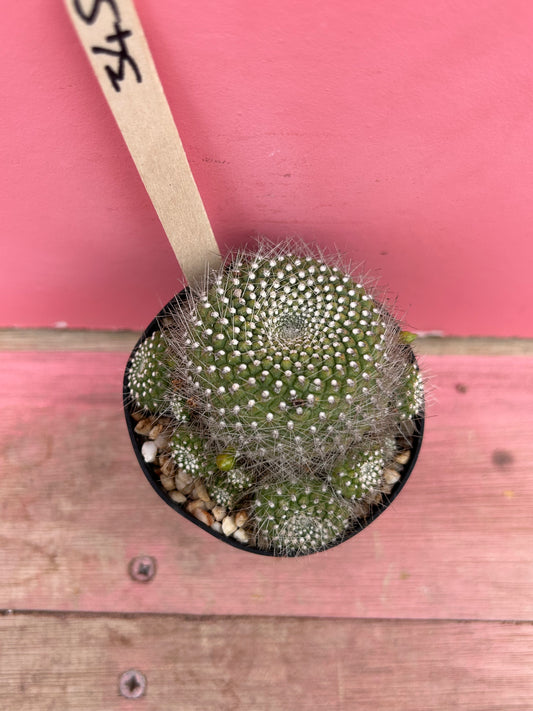 Rebutia senilis var. kesselringiana (345)