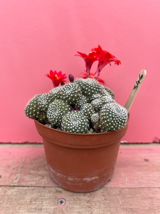 Rebutia / aylostera hybrid 'Flair' (346)