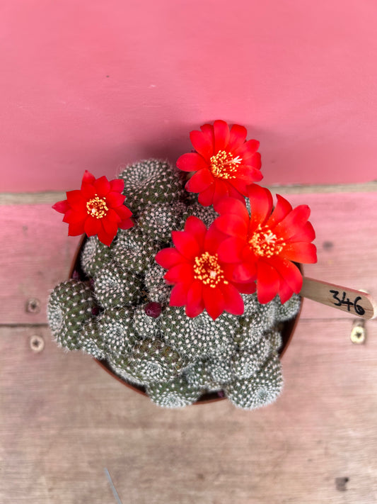 Rebutia / aylostera hybrid 'Flair' (346)