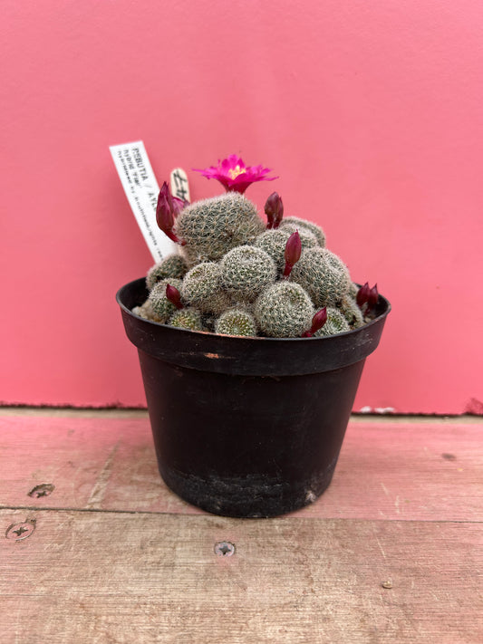 Rebutia / aylostera hybrid 'Flair' (347)