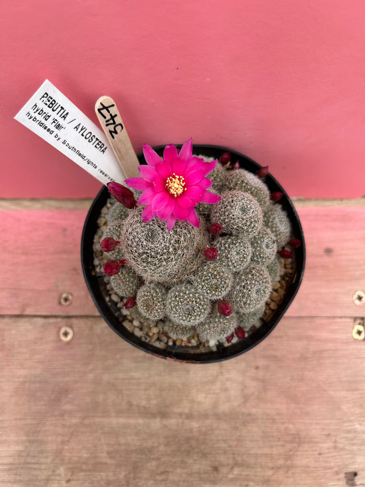 Rebutia / aylostera hybrid 'Flair' (347)