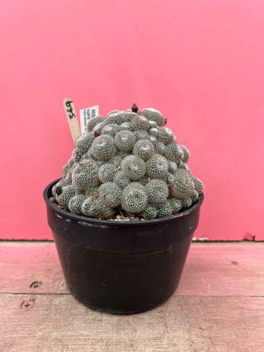 Rebutia aylostera hybrid 'Zoe' (349)
