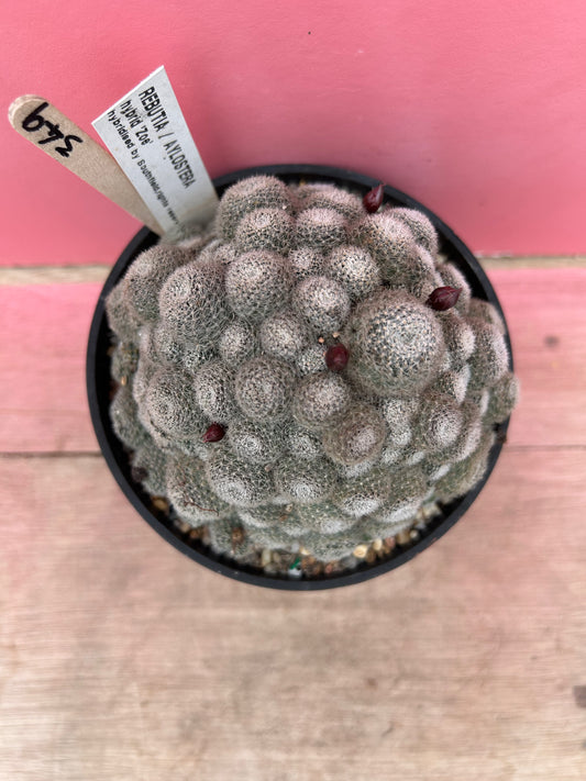 Rebutia aylostera hybrid 'Zoe' (349)