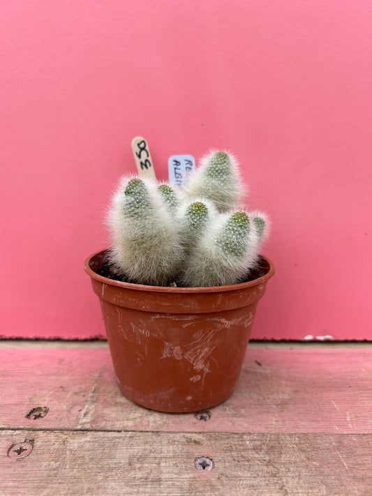 Rebutia albipilosa (350)