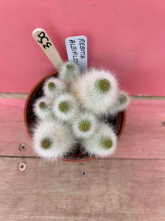Rebutia albipilosa (350)