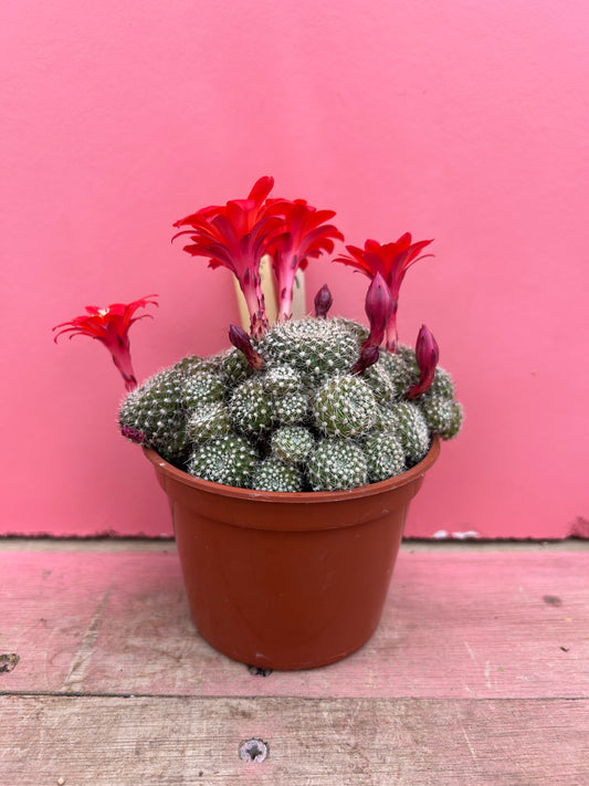 Rebutia krainziana (353)
