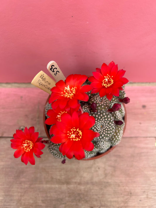 Rebutia krainziana (353)